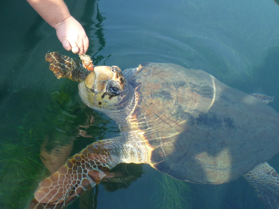  Kornjače CarettaCaretta 